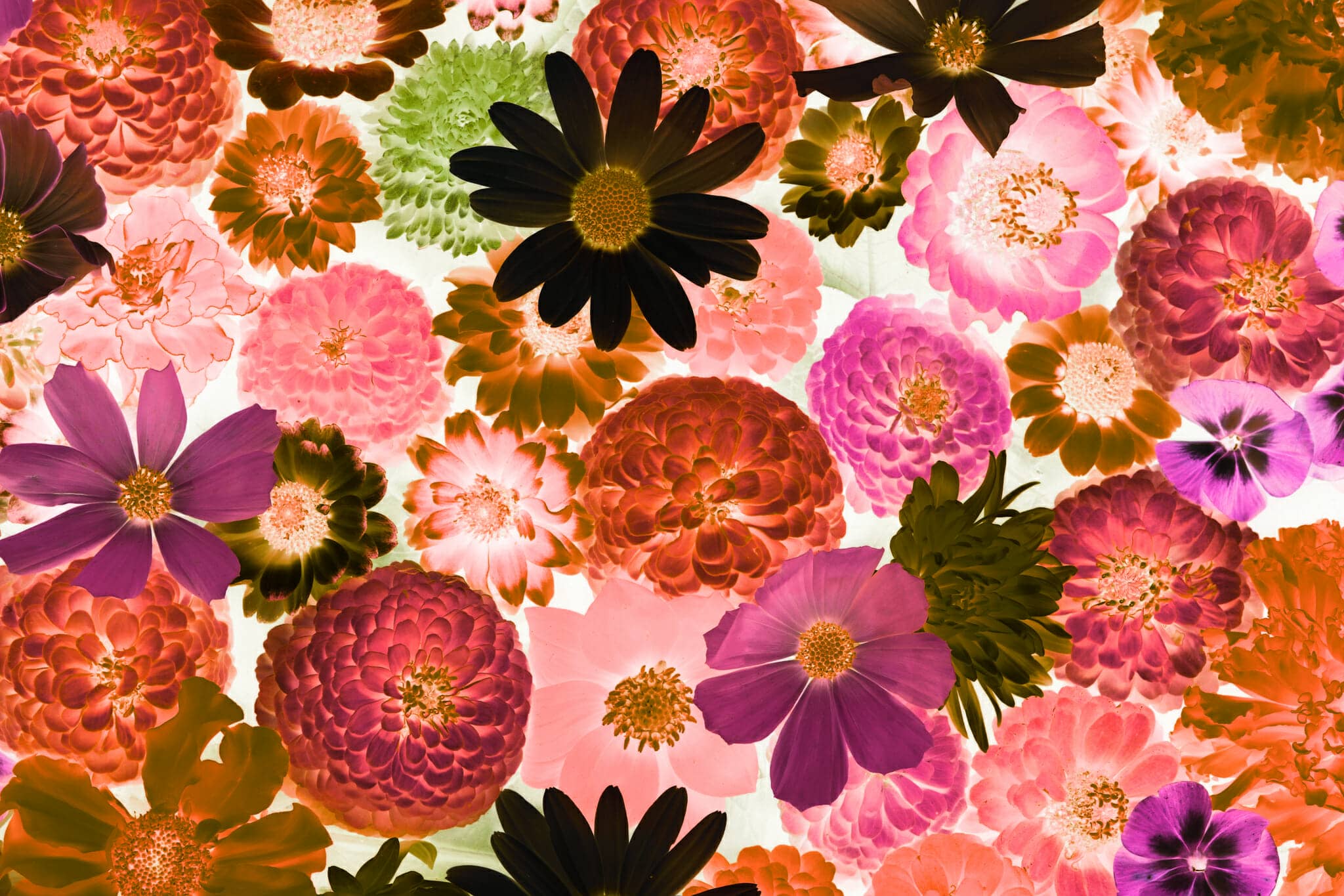 Download These Lightroom Profiles to Easily Invert Your Photos ...